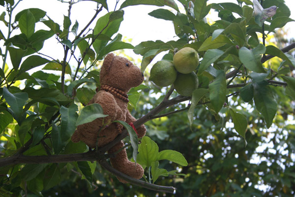 Et les beaux citrons !