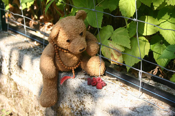 Oh the beautiful raspberries !